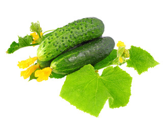 Fresh  cucumbers with yellow blossom cluster.