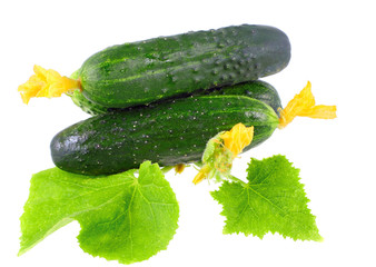 Fresh  cucumbers with yellow blossom cluster.