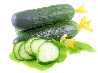 Cutting cucumbers with yellow blossom cluster.