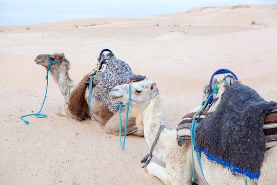 Camels dromedaries at rest in Sahara desert