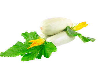 White vegetable marrow on white background.