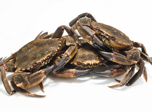 swimming crabs