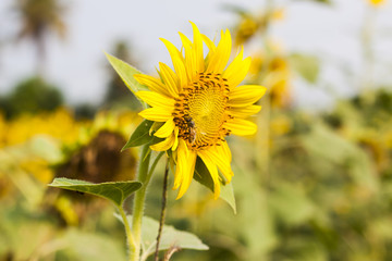 Sunflower