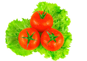 Lush tomatos with green leafs. Isolated
