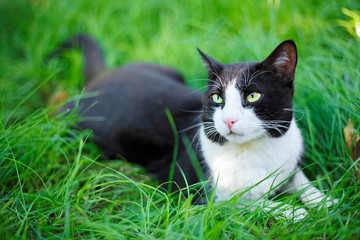 Cute black cat lying on green grass lawn