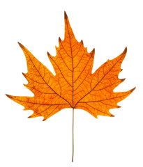 Obraz premium leaf autumn