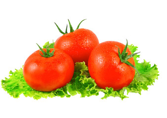 Lush tomatos with green leafs. Isolated
