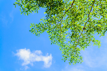 Branch of a tree with blue sky