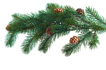 Pine cones with pine branches. Cone and christmas tree isolated