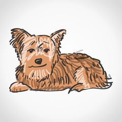 Sitting Yorkshire Terrier