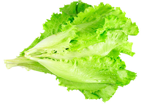 Leaf of lettuce on white background. Isolated