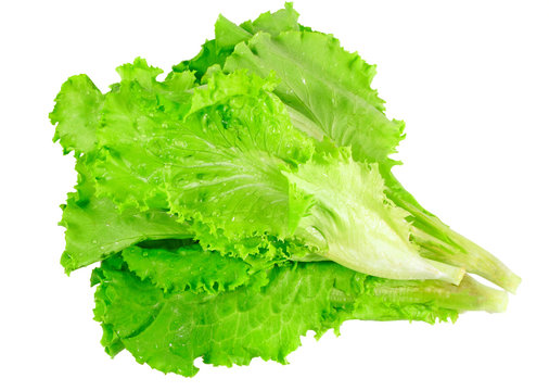 Leaf of lettuce on white background. Isolated
