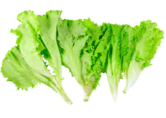 Leaf of lettuce on white background. Isolated