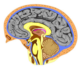 Anatomy of the brain (side view)