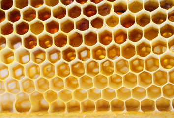 fresh honey in comb