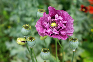 Purple poppy