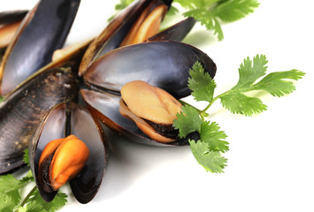 Mussels in shell with fresh herbs isolated on white