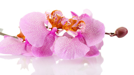 Fototapeta na wymiar beautiful pink orchid, isolated on white