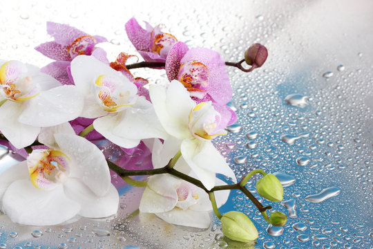 pink and white beautiful orchids with drops on blue background