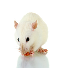 funny little rat with food, isolated on white