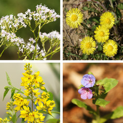 Heilpflanzen-Collage