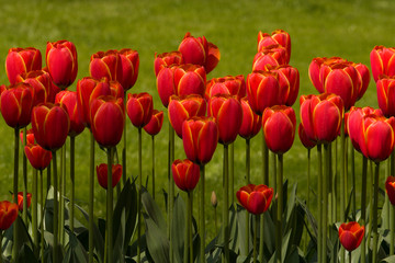 Obraz premium Red Tulips