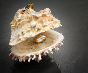 pearl inside oyster shell