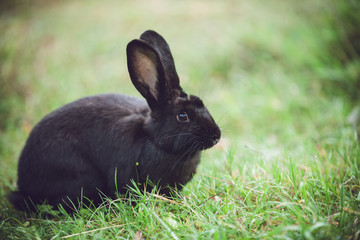 Cute bunny enjoys the garden