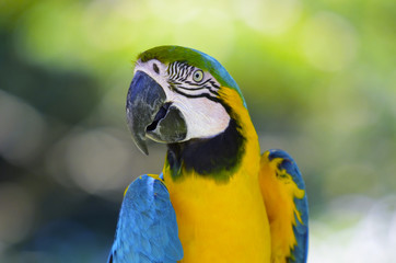 ルリコンゴウインコ