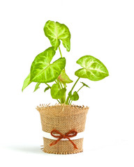 Gift tree for your office