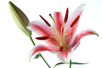 Red lily bloom and bud