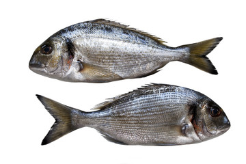 Two gilthead on white
