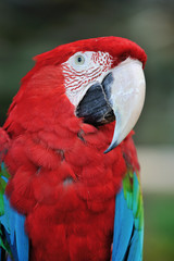 アカコンゴウインコ