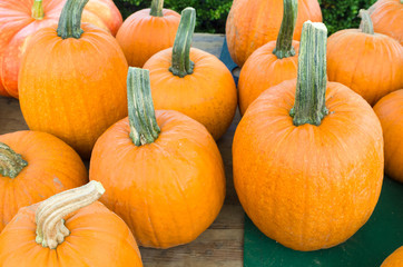 Display of fresh pumpkins