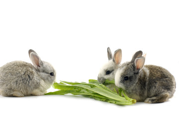 Three bunny and a vegetable leaf