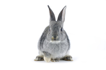 rabbit isolated on white