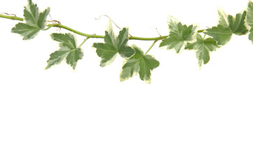 Green ivy on white background