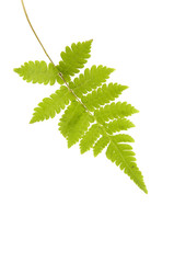 fern leaf