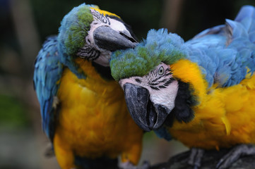 ルリコンゴウインコ