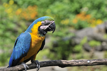 ルリコンゴウインコ