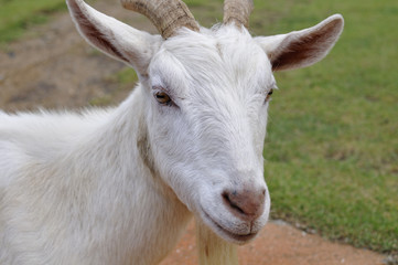 ヤギのポートレート