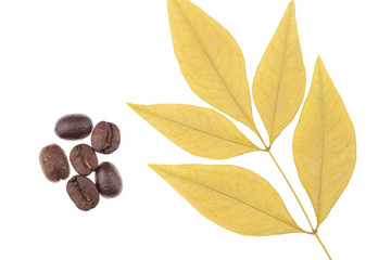 Leaf with coffee beans