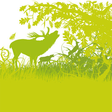 Hirsch im Wald