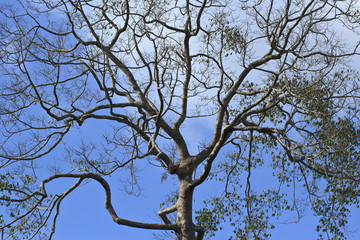 dead tree against blue sky