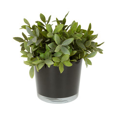 Plastic plant in a flowerpot