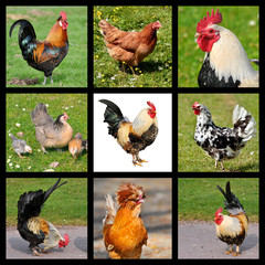 Nine photos mosaic of roosters and hens