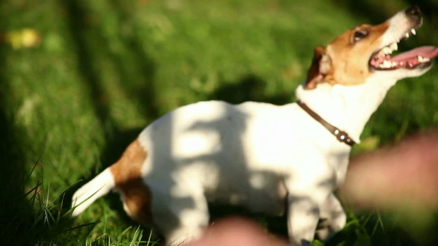 dog in apples