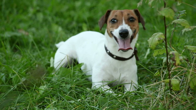 dog in apples