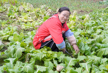 girl harvest vegetable