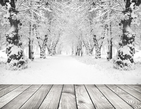 Fototapeta Forest
